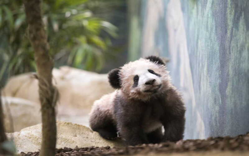 Во французском зоопарке малыша панды впервые показали на публике. Видео