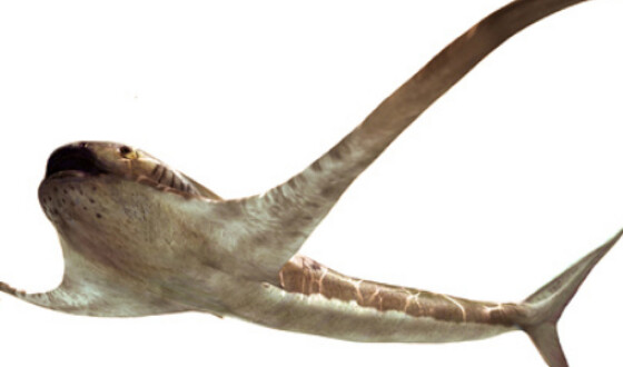 Вчені виявили стародавню «крилату» акулу