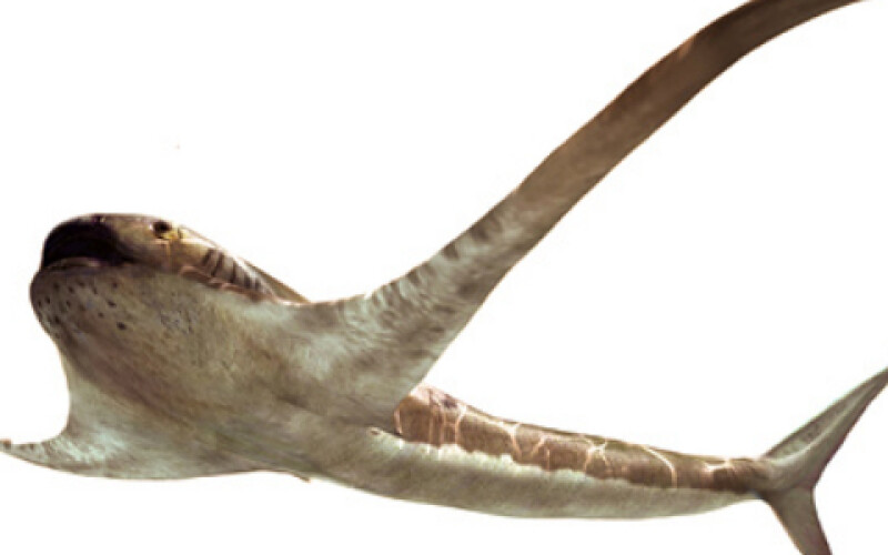 Вчені виявили стародавню «крилату» акулу