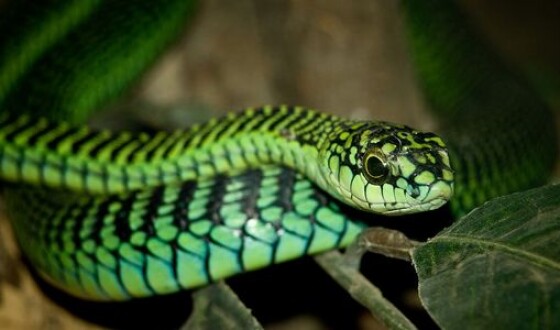 У Південній Африці родина, прикрашаючи ялинку, помітила в гілках отруйну змію
