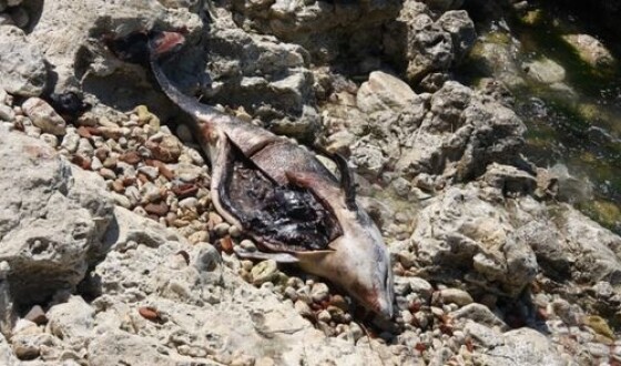 У берегов Таиланда черный дельфин наглотался пакетов и умер