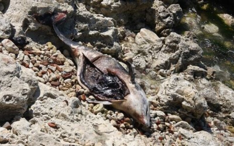 У берегов Таиланда черный дельфин наглотался пакетов и умер