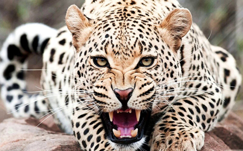 В Индии леопард  утащил в лес маленького ребенка