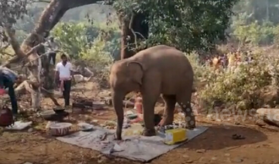 Слон прогнав людей з пікніка та з&#8217;їв всі припаси. Відео