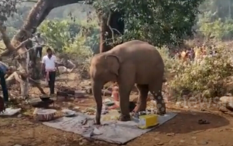 Слон прогнав людей з пікніка та з&#8217;їв всі припаси. Відео