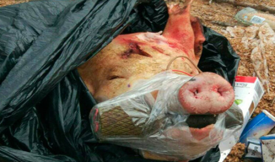 В Запорожье нашли свиную голову с гранатой в пасти