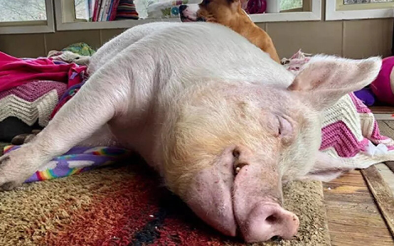 У США присплять десятки тисяч свиней