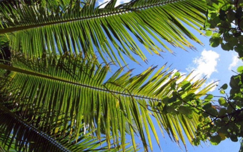 В Херсоне вырастут пальмы