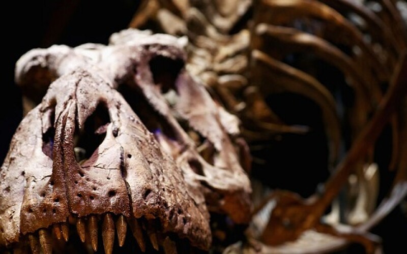 Британские ученые нашли родственников тираннозавров. ФОТО
