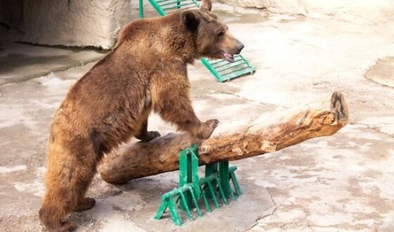 У зоопарку Ташкента жінка кинула дитину у вольєр до ведмедя