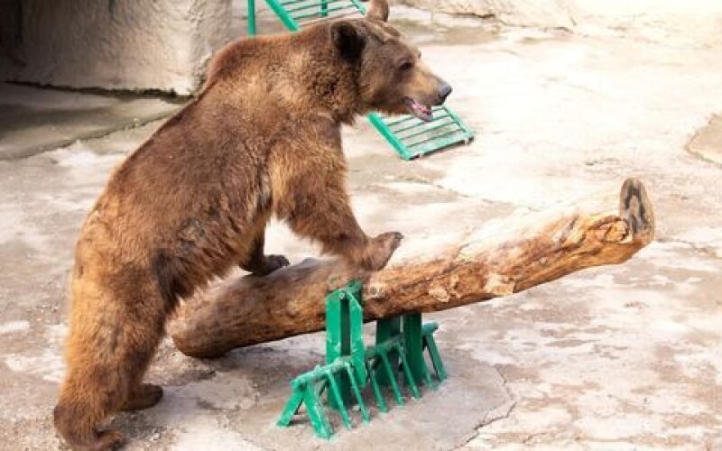 У зоопарку Ташкента жінка кинула дитину у вольєр до ведмедя