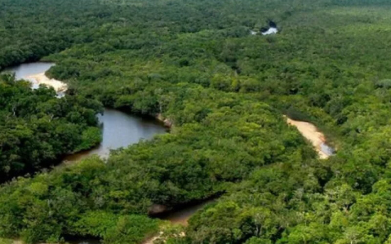 Скорость исчезновения амазонских джунглей возросла на 70%