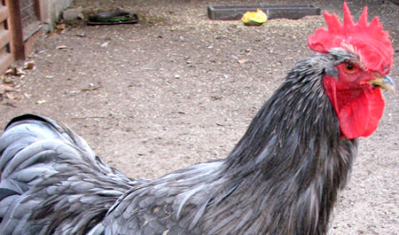 Украина вошла в десятку экспортеров курятины
