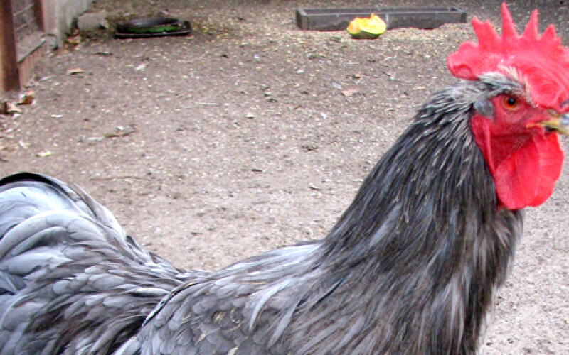 Украина вошла в десятку экспортеров курятины