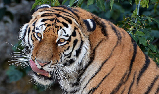 В Китае тигр откусил у пенсионера два пальца