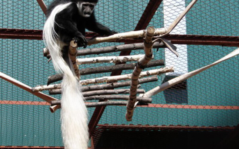 В харьковском экопарке появились уникальные приматы