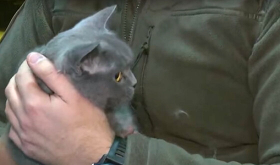 В киевский рыбоохранный патруль взяли на службу кошку Асю. Видео