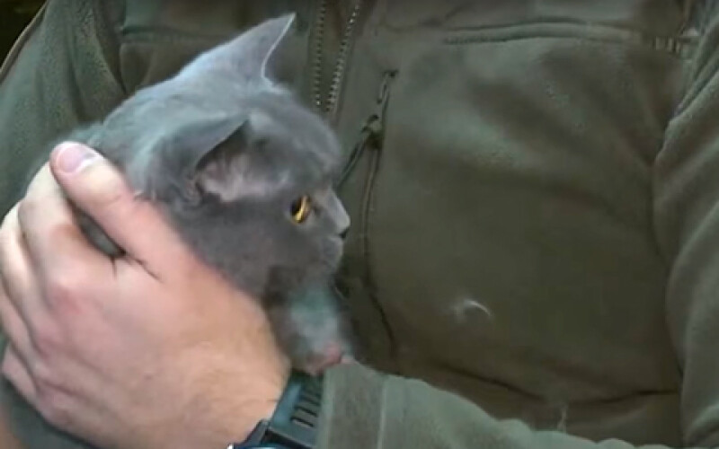 В киевский рыбоохранный патруль взяли на службу кошку Асю. Видео