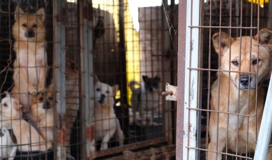 У Південній Кореї офіційно заборонили вживання м&#8217;яса собак