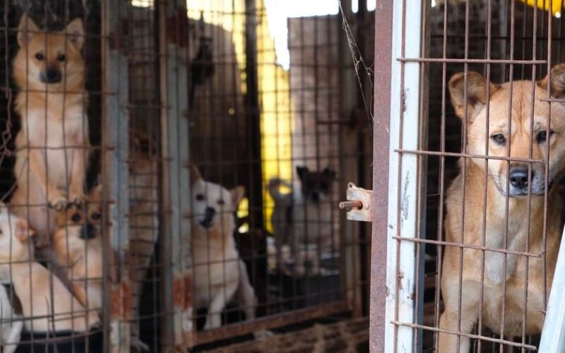 У Південній Кореї офіційно заборонили вживання м&#8217;яса собак