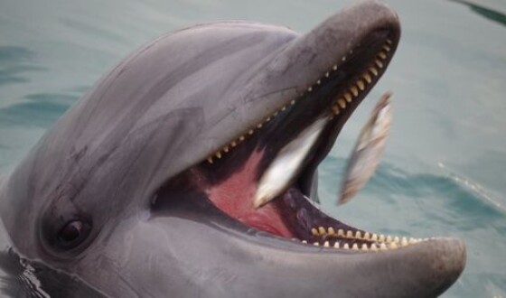 Ученые заставили дельфинов смотреть мультфильмы