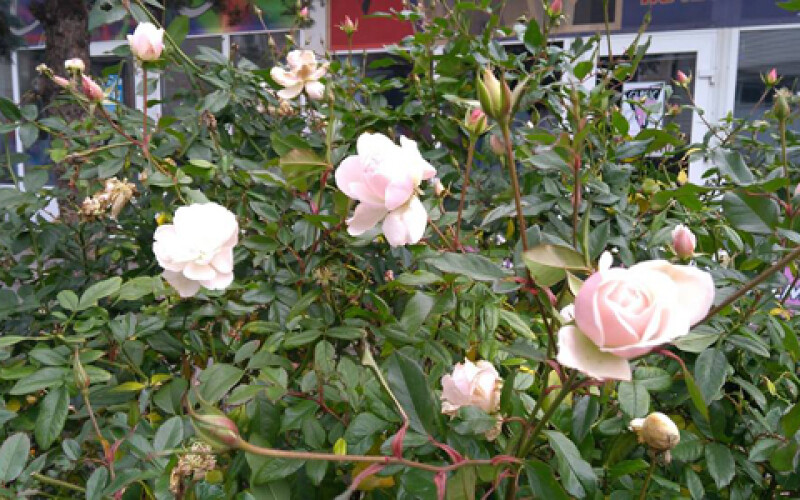 В Запорожье в середине декабря расцвели розы