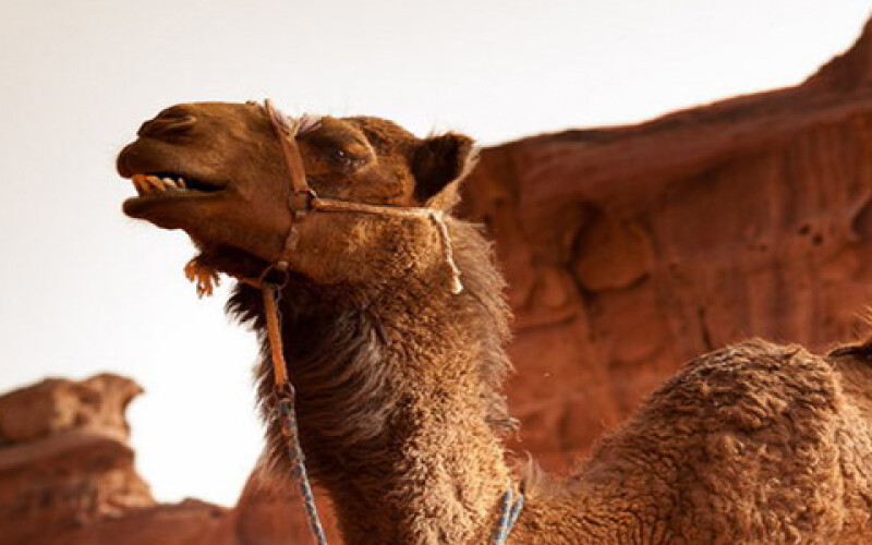Полицейские Абу-Даби пересели на верблюдов