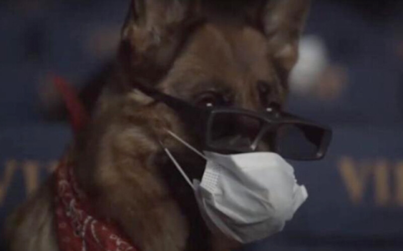 В России из-за пандемии показали кино собакам