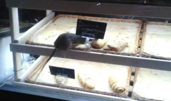 В Запорожье обнаружили крысу в киоске на выпечке. Фотофакт
