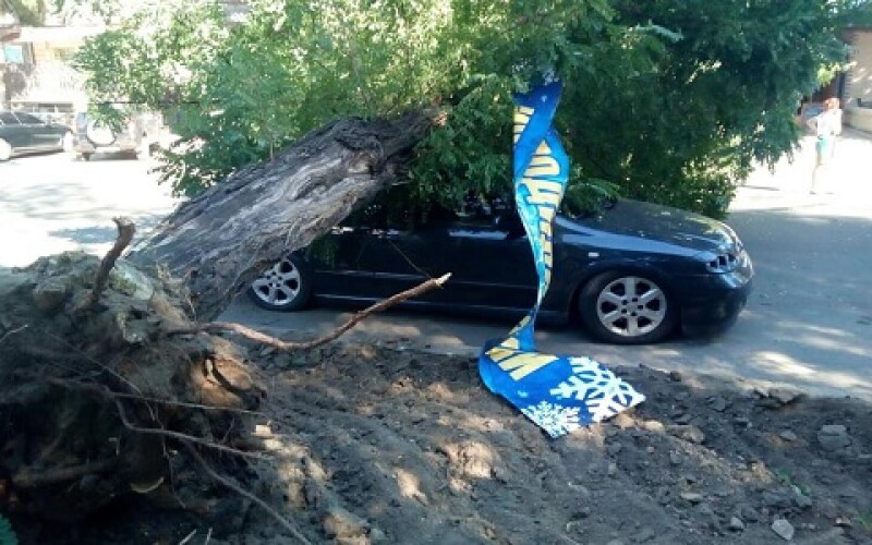 У Миколаєві дерево розчавило легковий автомобіль. ФОТО