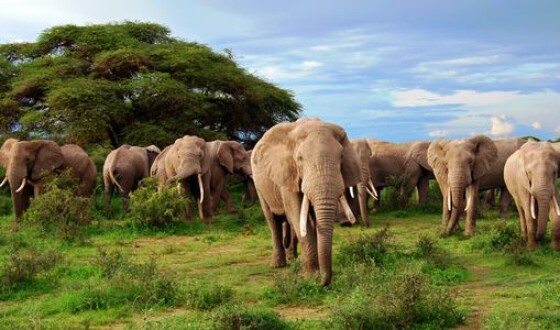 Зімбабве дозволить полювання на рідкісних слонів у цьому році