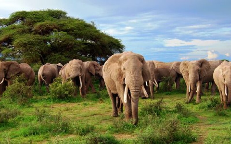 Зімбабве дозволить полювання на рідкісних слонів у цьому році