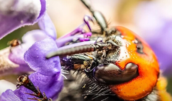 В США обеспокоены нашествием азиатских насекомых