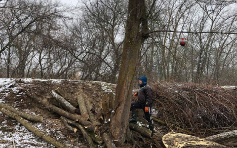 В Украине ужесточена ответственность за контрабанду леса