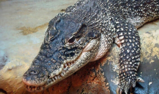 Палеонтологи изучают кости вымершего крокодила-гиганта
