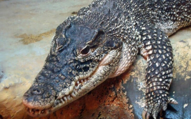 Палеонтологи изучают кости вымершего крокодила-гиганта
