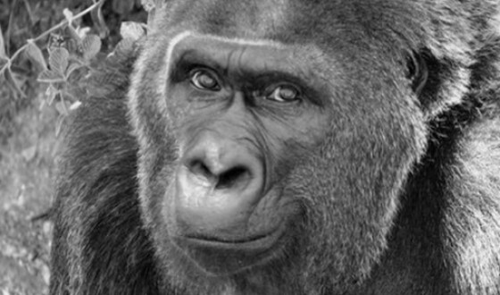 Померла найстаріша в світі горила, яка жила у неволі