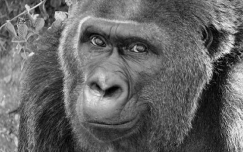 Померла найстаріша в світі горила, яка жила у неволі