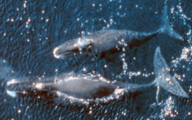 В Южном океане заметили китов-убийц