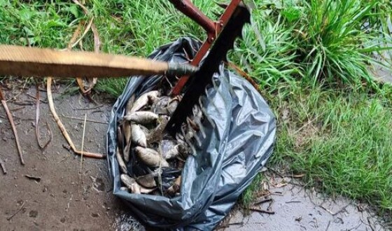У Києві на ставках масово загинули птахи і риба