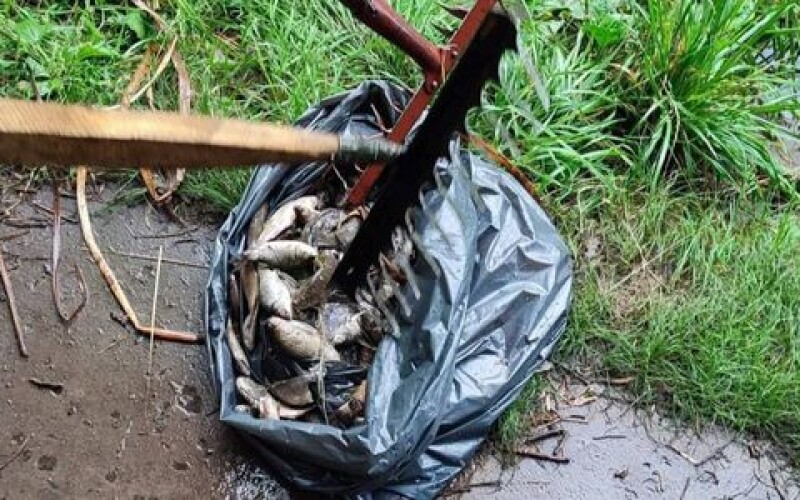 У Києві на ставках масово загинули птахи і риба