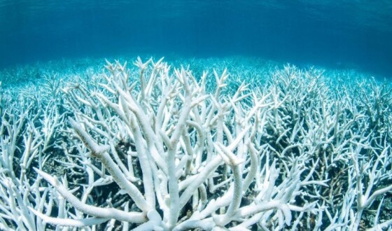 В Австралії відкрився інтерактивний підводний музей коралів