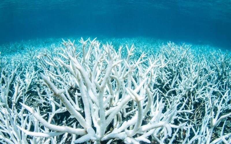 В Австралії відкрився інтерактивний підводний музей коралів