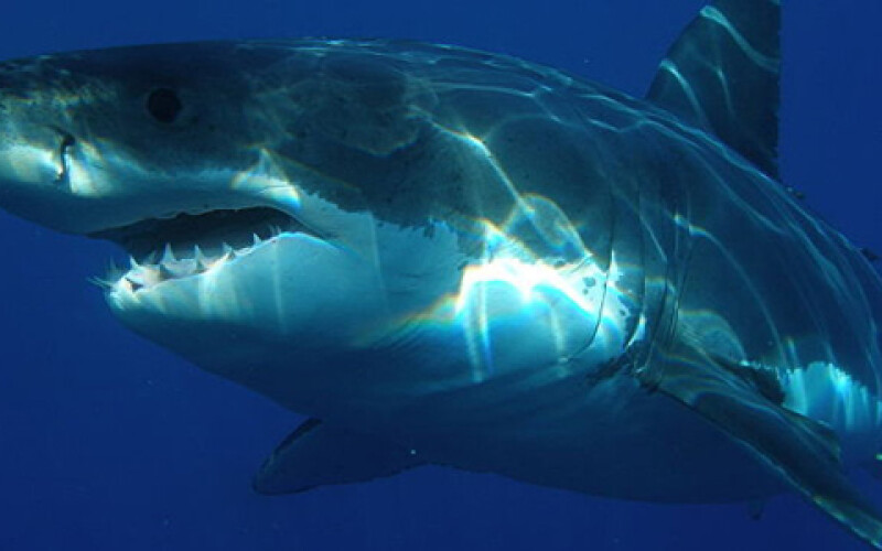 На Кубе акула до смерти искусала парня