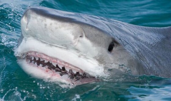 Тигровая акула убила американку у острова Кокос