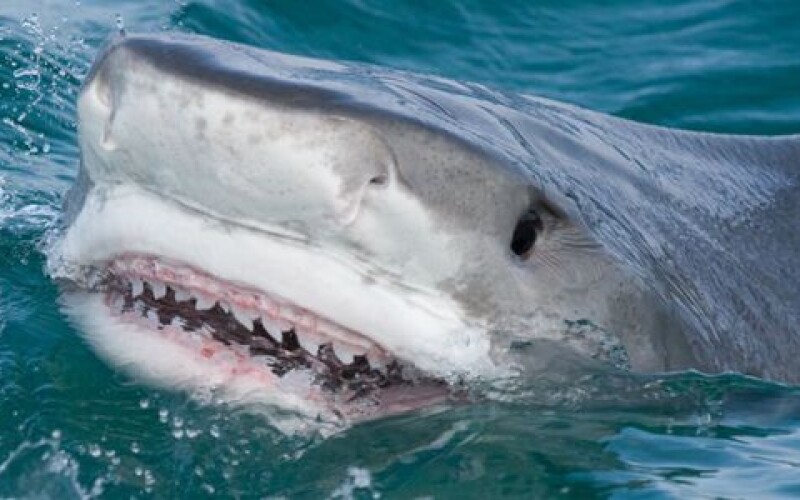 На американского подростка напала агрессивная акула