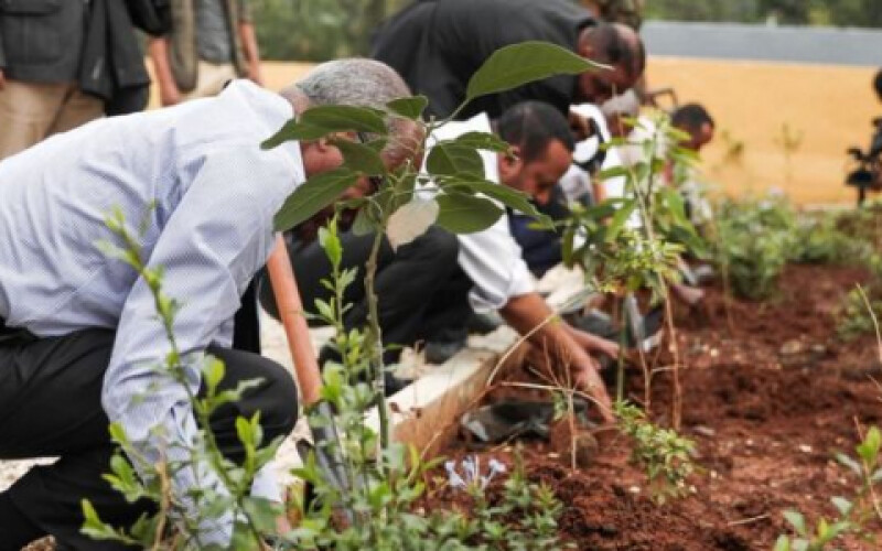 В Ефіопії за день висадили понад 350 мільйонів дерев
