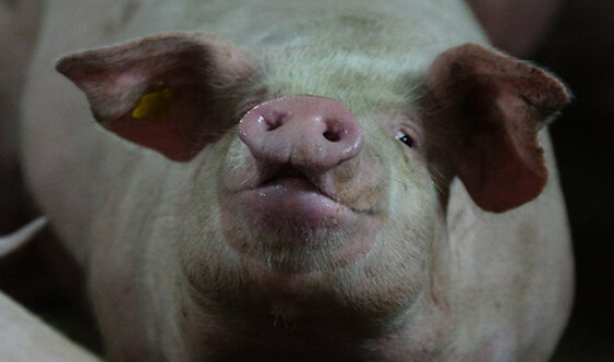 Украина снова сократила производство свинины