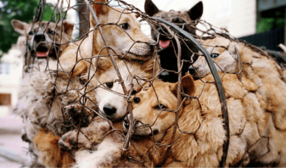 У китайському місті Шеньчжень заборонили їсти котів і собак
