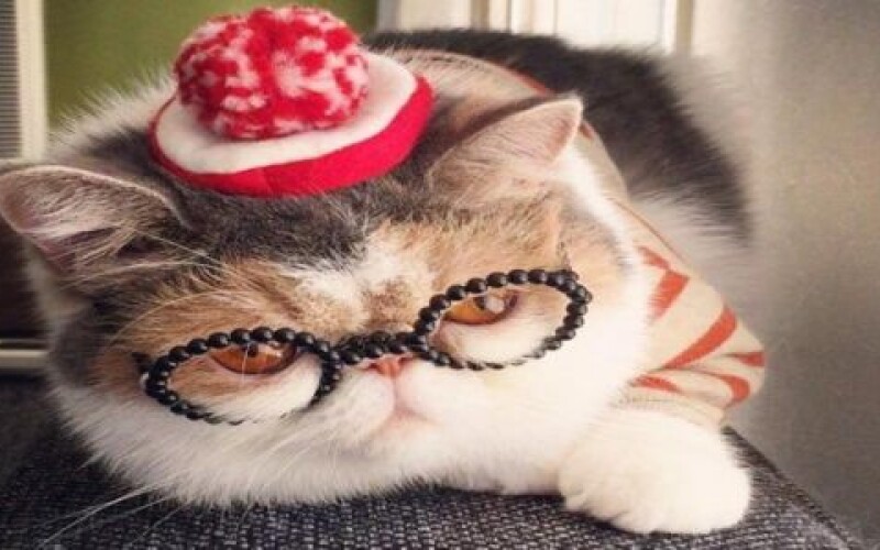 Японская инста-кошка покоряет мир моды